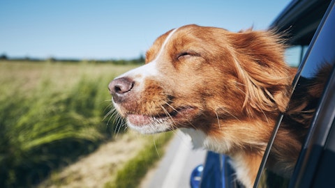 En hund sitter med hodet ut av et bilvindu